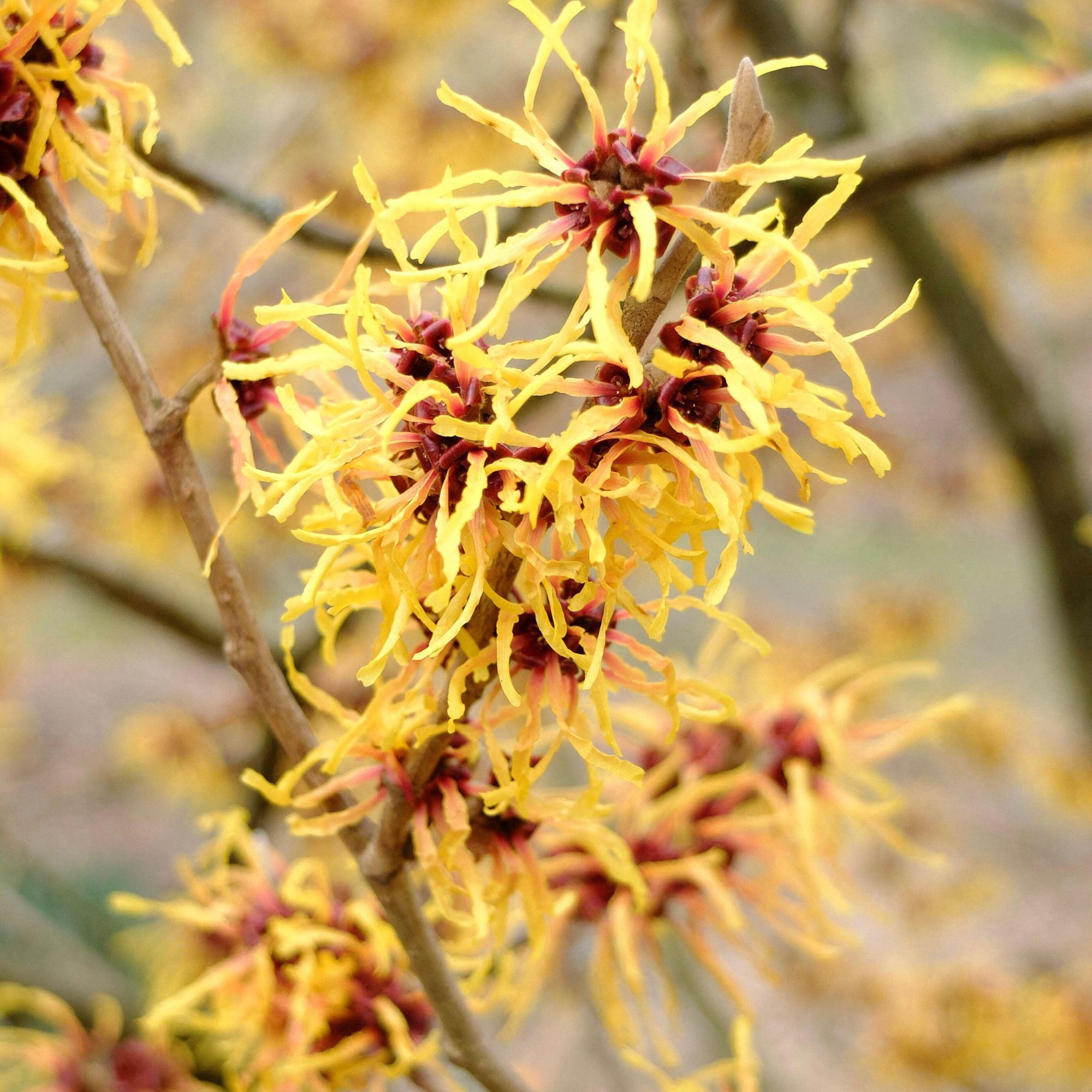 fragrant winter flowering hamamelis