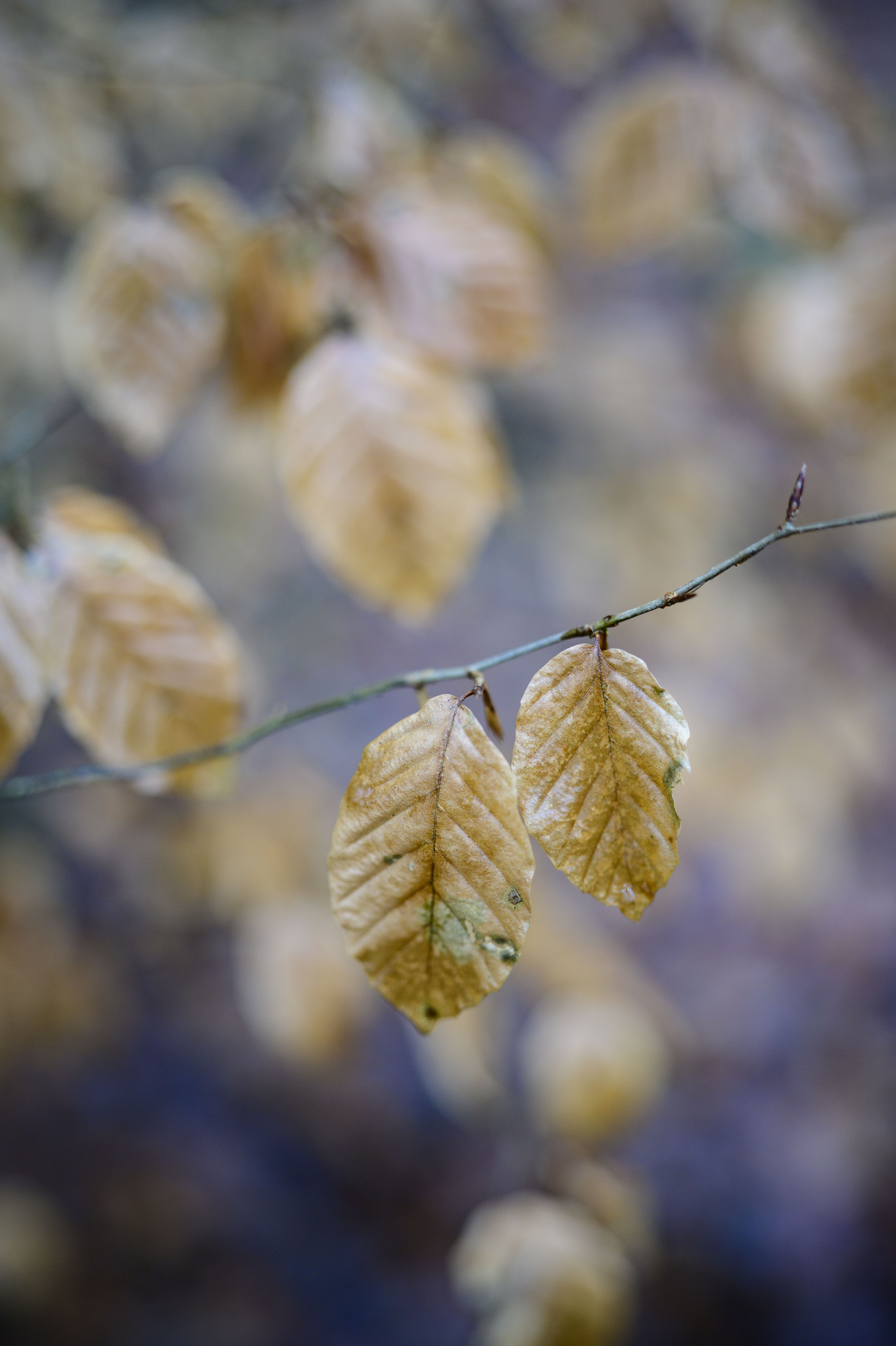 Viltrox AF 35mm F1.2 LAB lens sample gallery: autumn leaves hang on a single branch