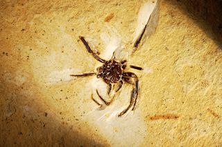 spiders, research, Spider in limestone, spider fossil