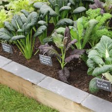 Spinach 'Japanese Hohei', mustard 'Continental Mixed' and pak choi 'Glacier' growing in raised vegetable bed at RHS Chelsea Flower Show 2023