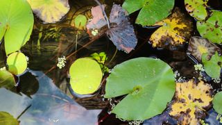 pond with lily bads and other planlife