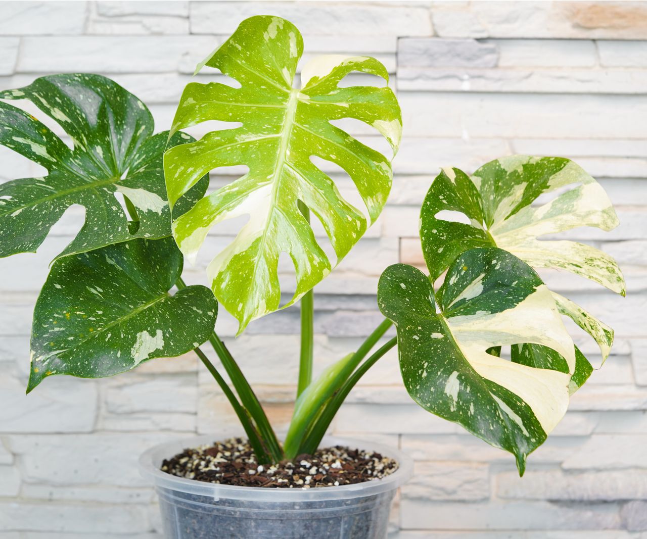 2026 houseplant trends: 5 indoor garden ideas to jump on | Homes and ...