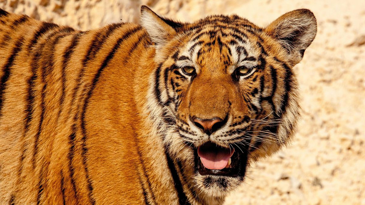 A tiger with its mouth open 