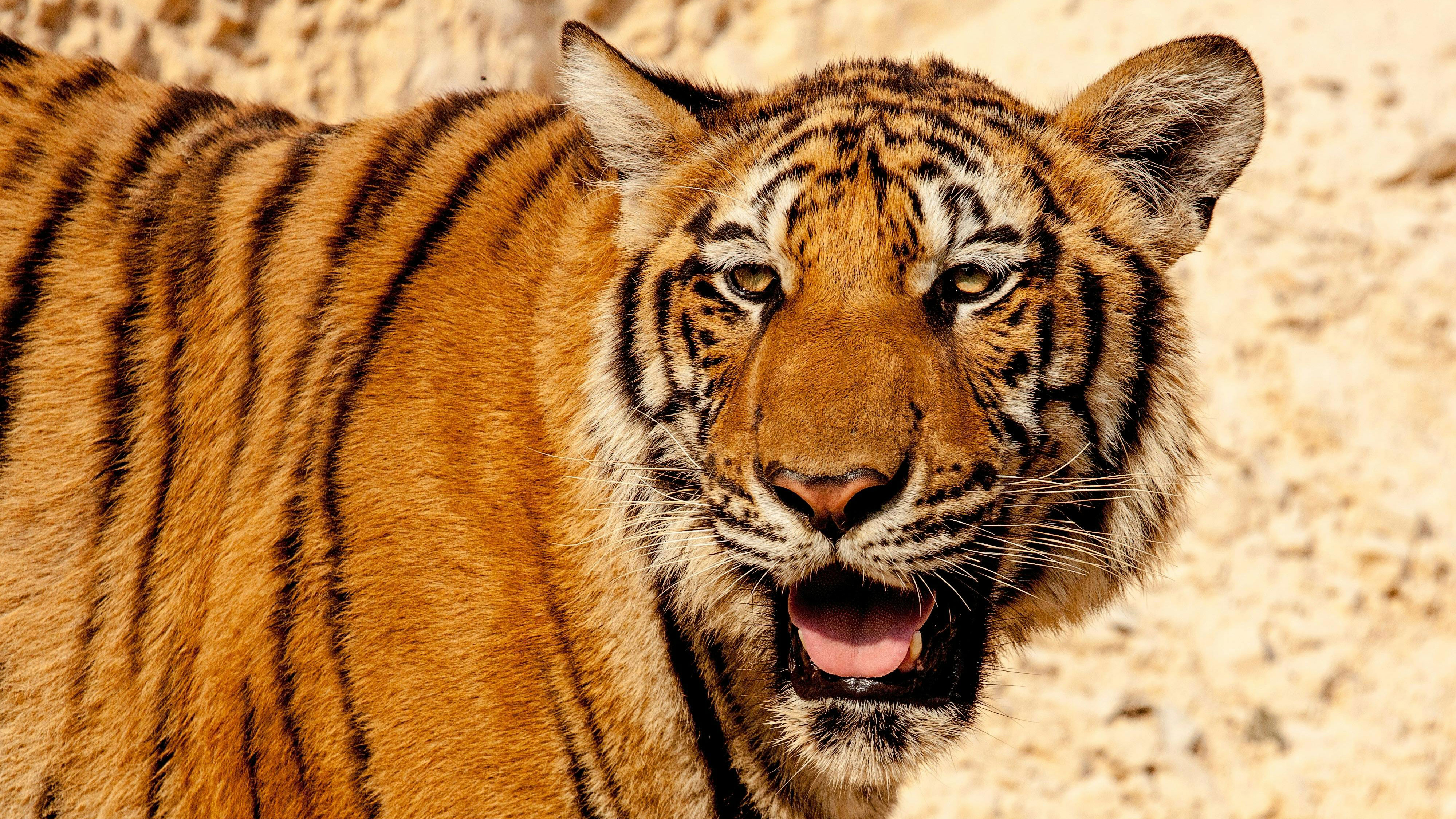 A captive tiger blinded by tourists' camera flashes forced to have eyes removed and eyelids sewn shut