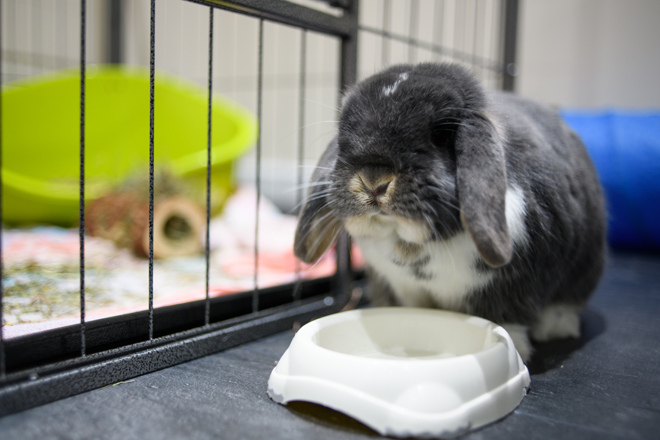 A little gray bunny sits at a water dish on a mat.