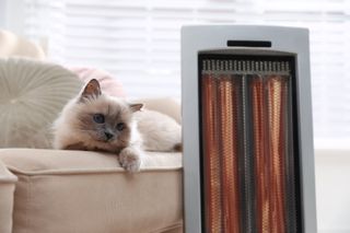 A cat enjoying the heat from a halogen heater
