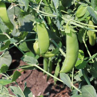 A closeup of peas growing in a vegetable garden