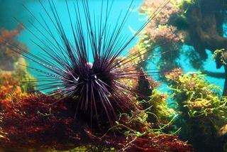 Small, spiny and round, <a href="/1103-surprise-cousin-sea-urchin.html">sea urchins</a> often have sharp spindles surrounding their bodies to protect them from predators. Their coloring can be black, brown, purple, red or olive g