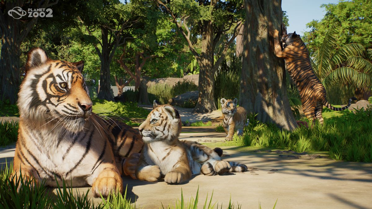 A mother and cub tiger lie down in Planet Zoo 2, while another tiger scratches a tree