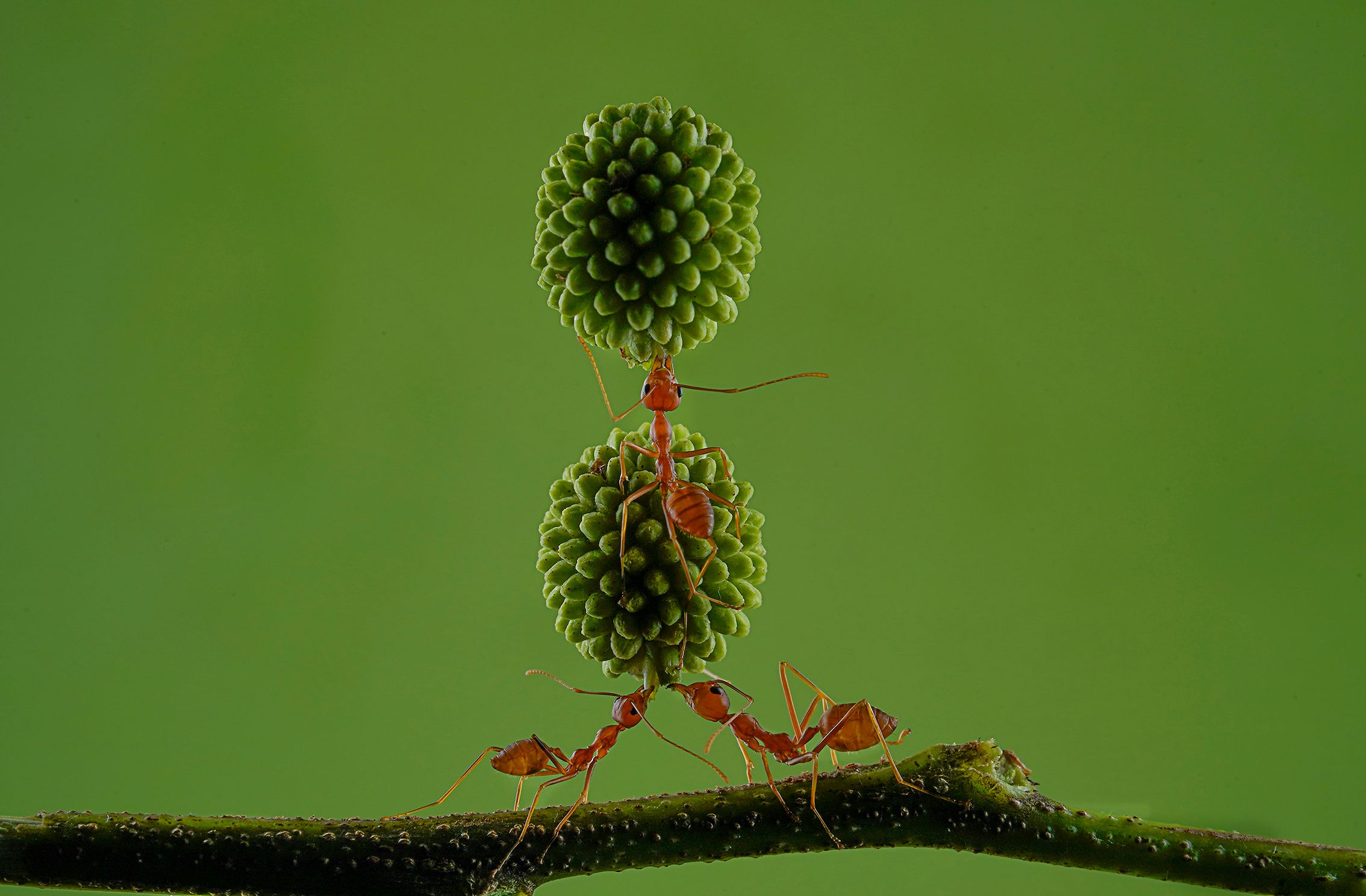 Red ants can lift up to 50 times their own body weight – and this award-winning macro photo shows their phenomenal balanced teamwork