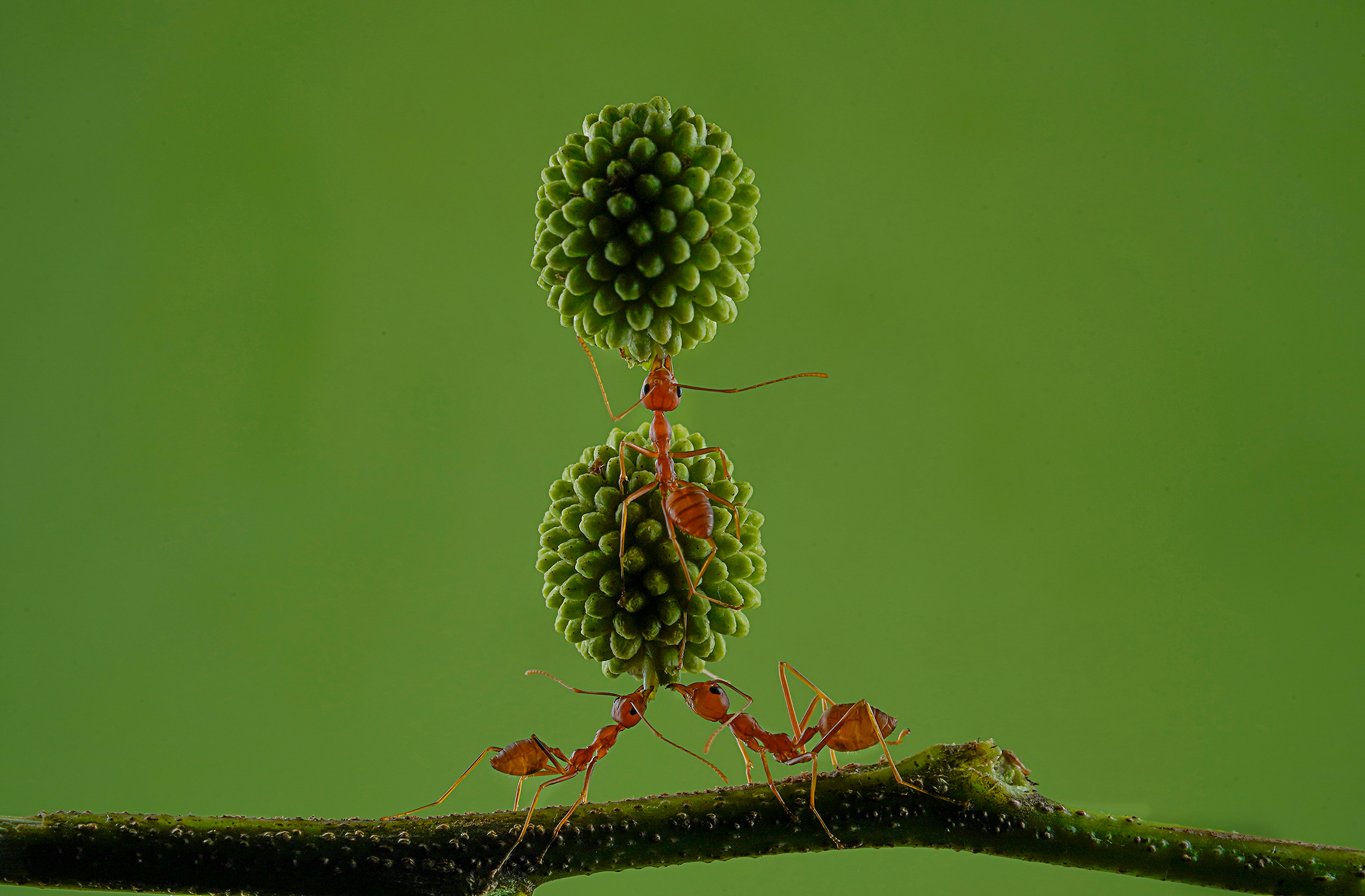 Three ants balance two textured green seeds on a branch against a solid green background