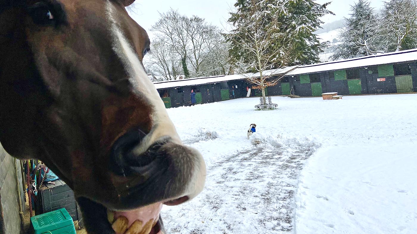 Simba-in-the-snow.jpeg