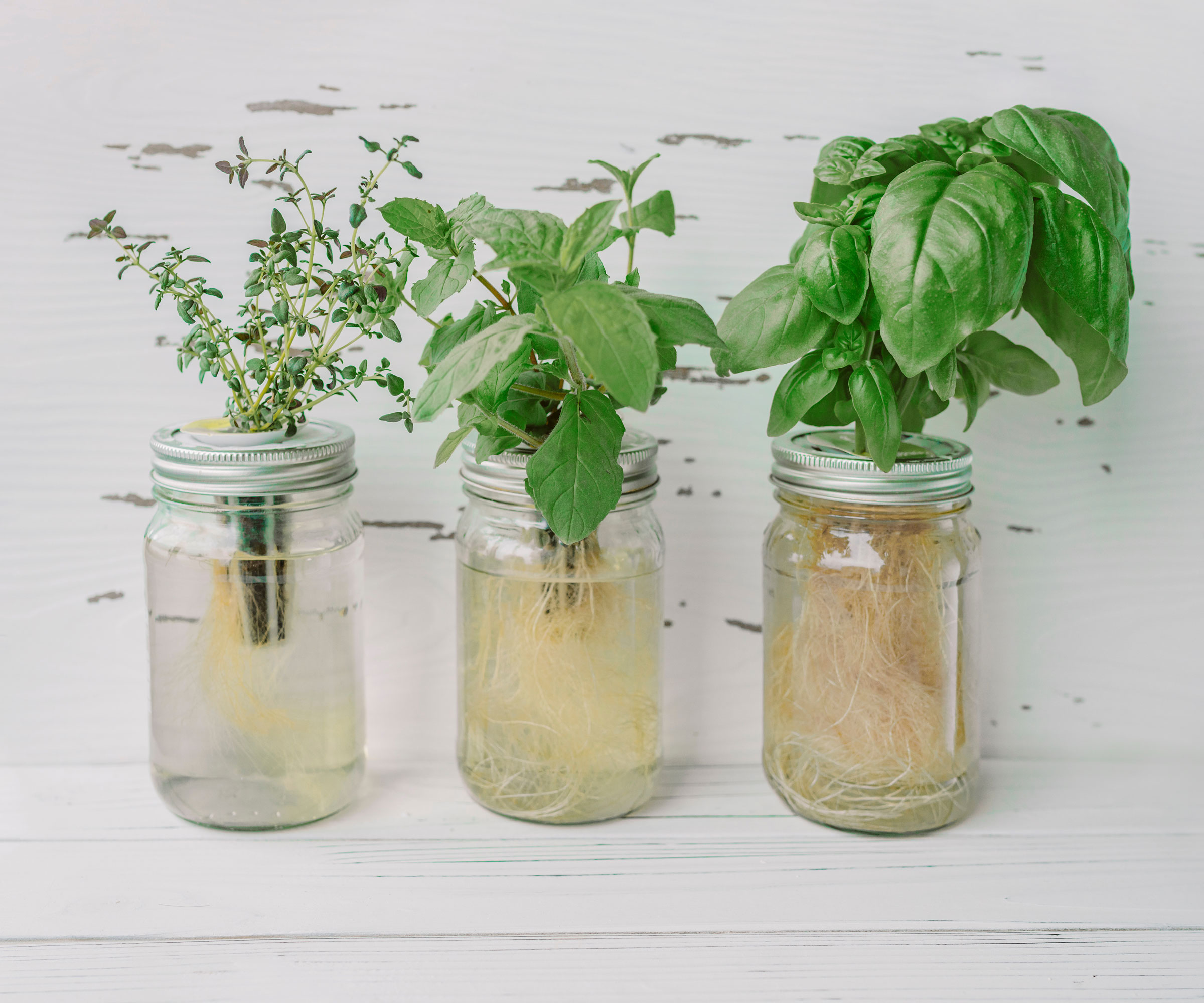 plants growing in hydroponics jars in kitchen