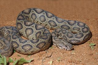 An adult Russell's viper, photographed in India.