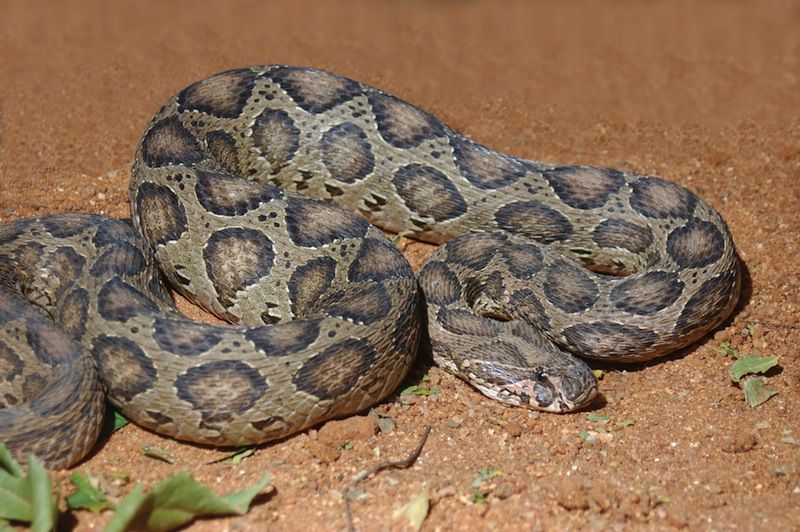 An adult Russell&#039;s viper, photographed in India.