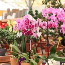 Various Orchids for Sale at Garden Center