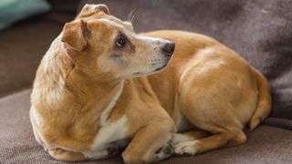 Dog resting on floor looking very anxious