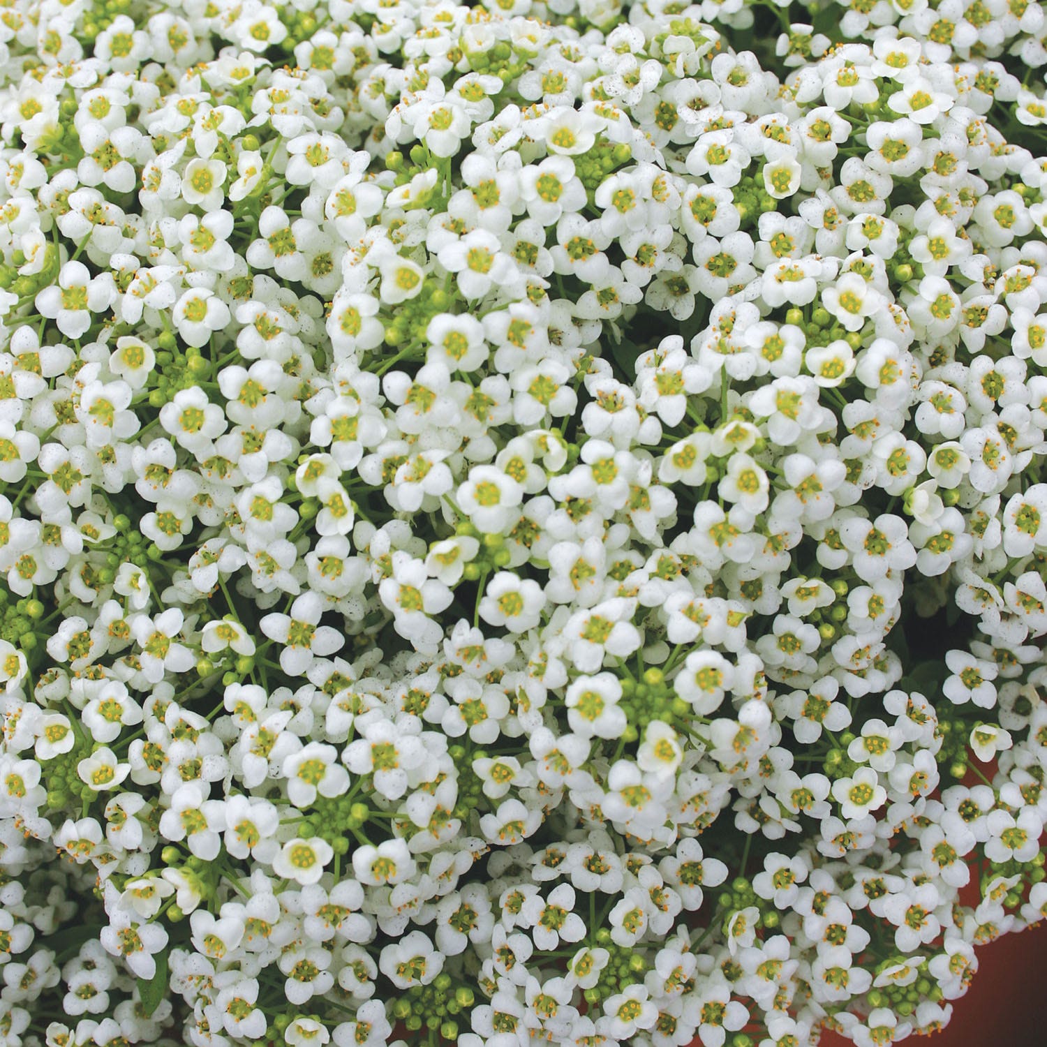 Carpet of Snow Alyssum Seeds
