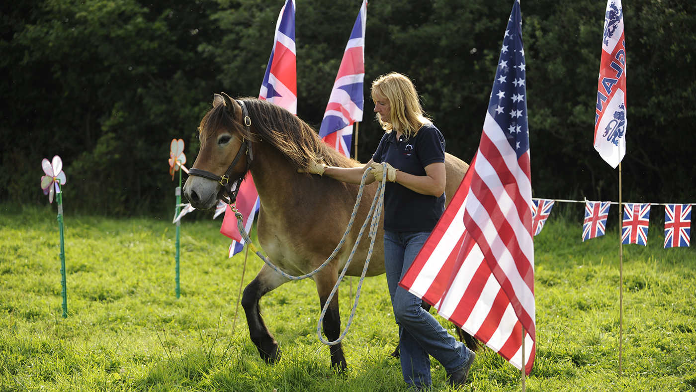 The Horse Agility Club