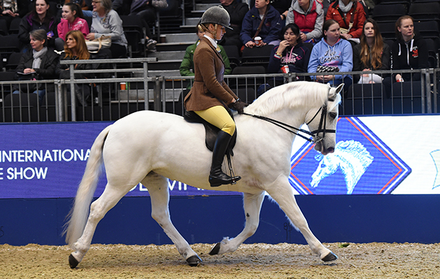 Sleeve Bloom Jill (105), exhibited by Hannah L Horton for the owner Lady Huntingdon; during the BSPS Ridden M&amp;M Championship at the Olympia International Horse Show at Olympia, London, UK; on 19 th December 2016