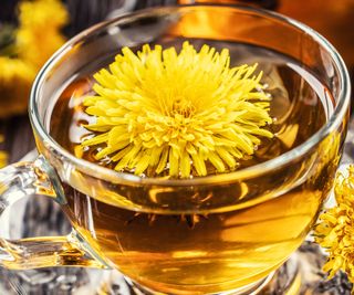 dandelion flower in dandelion tea