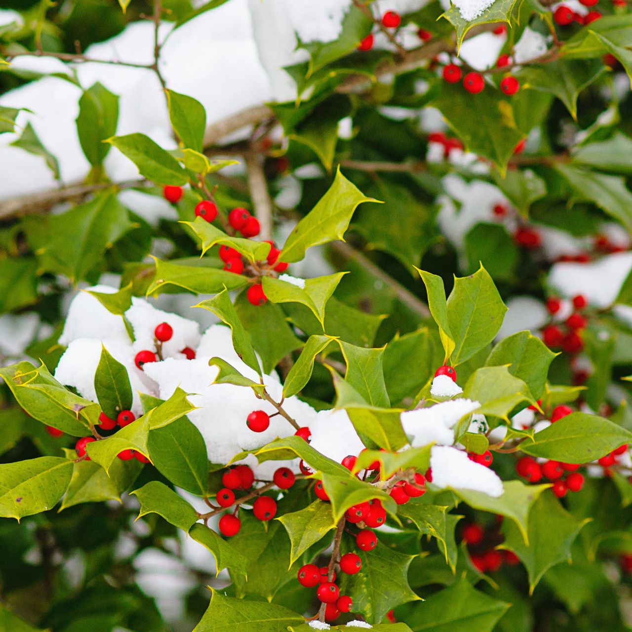 The American Holly (Ilex opaca) is also known as Christmas Holly, Yule Holly, Evergreen Holly, White Holly and Prickly Holly. This plant has sharp spine-tipped leaves and bright red berries.