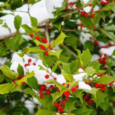 The American Holly (Ilex opaca) is also known as Christmas Holly, Yule Holly, Evergreen Holly, White Holly and Prickly Holly. This plant has sharp spine-tipped leaves and bright red berries.
