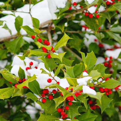 The American Holly (Ilex opaca) is also known as Christmas Holly, Yule Holly, Evergreen Holly, White Holly and Prickly Holly. This plant has sharp spine-tipped leaves and bright red berries.