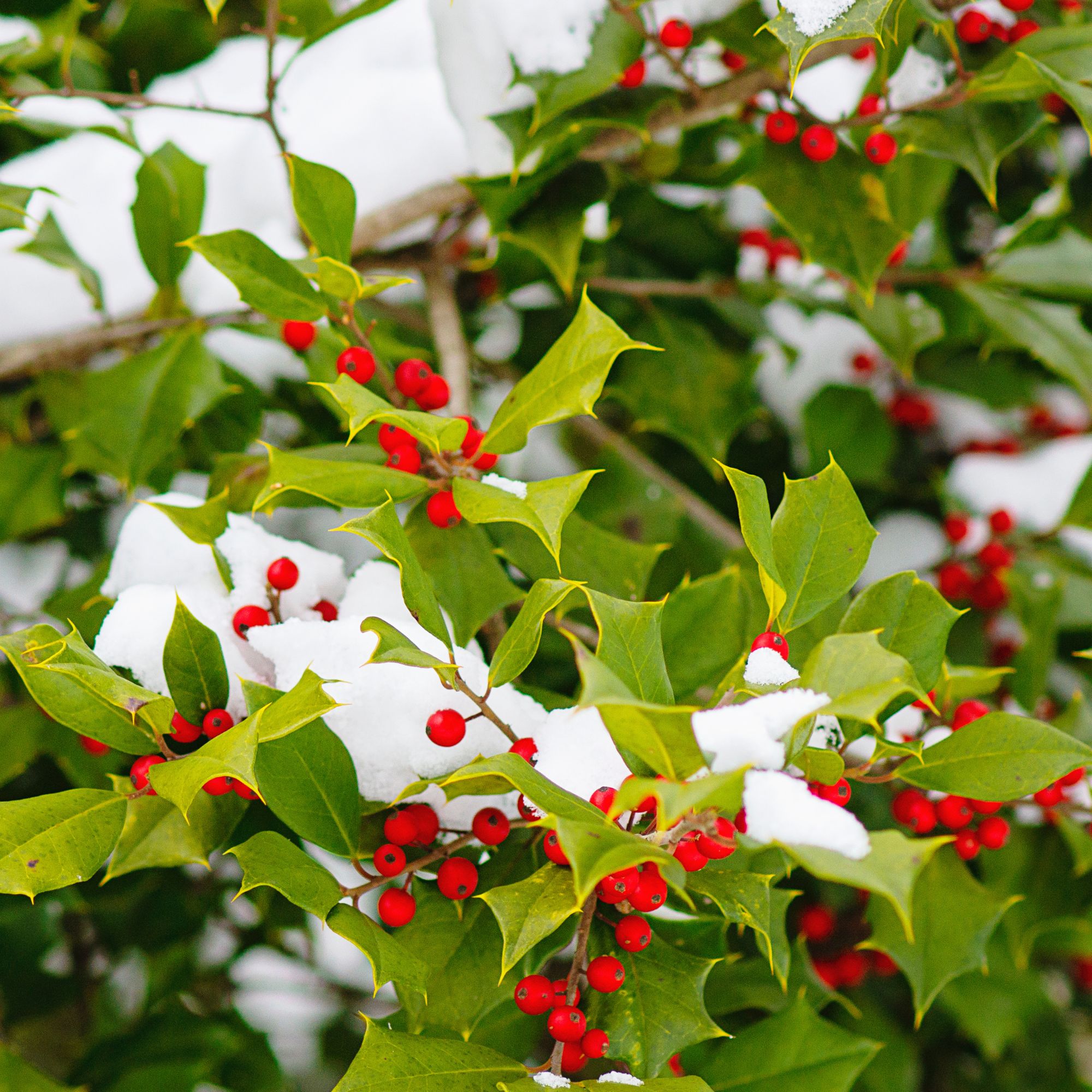 The American Holly (Ilex opaca) is also known as Christmas Holly, Yule Holly, Evergreen Holly, White Holly and Prickly Holly. This plant has sharp spine-tipped leaves and bright red berries.