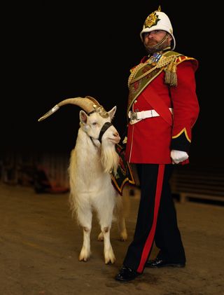 Goat Major Sgt Mark Jackson and Shenkin III, who enjoys cheese-and-onion crisps