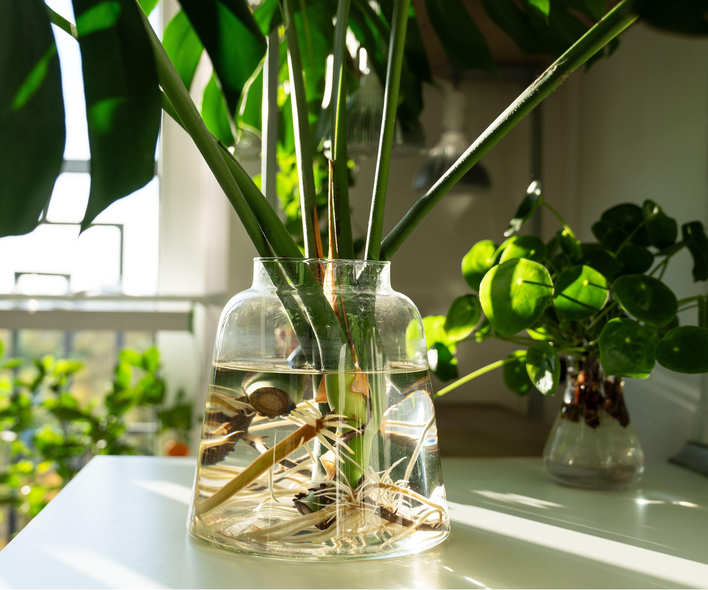 Monstera cutting in water