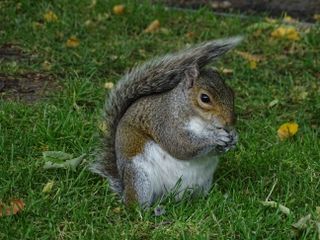 Autumn lawn care: squirrel