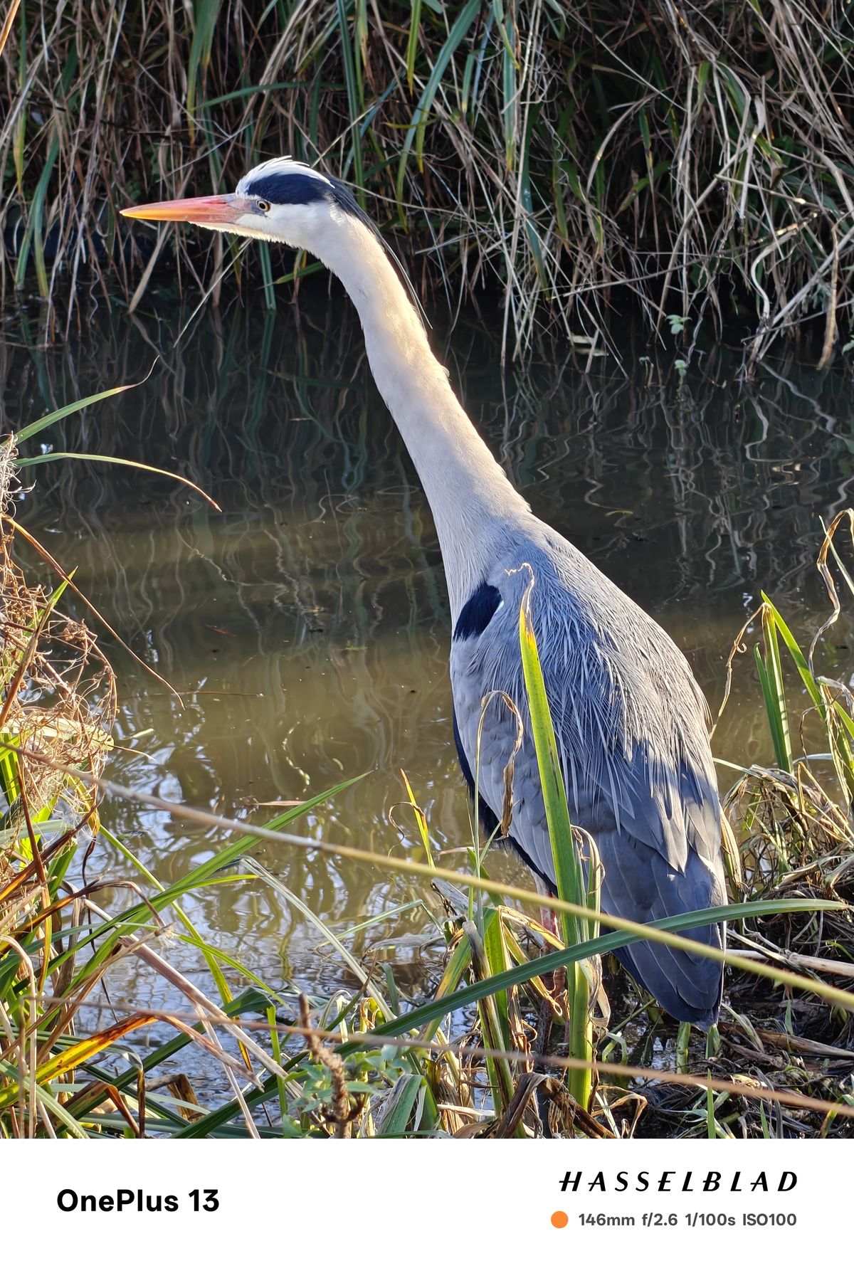 A heron standing at the edge of a lake