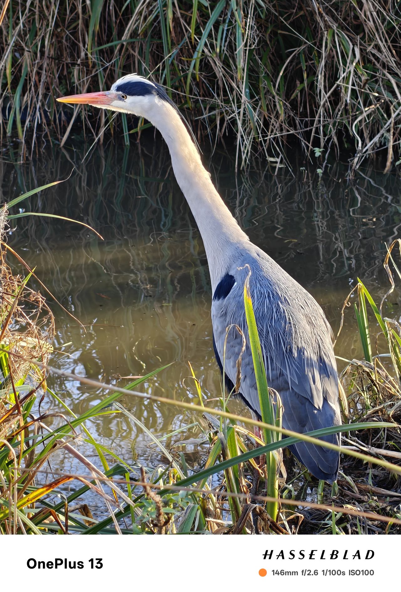 A heron standing at the edge of a lake