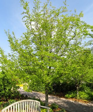 American hornbeam tree, also known as Carpinus caroliniana