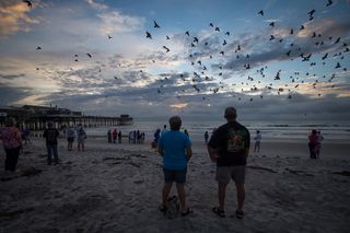 Waiting for Endeavour with Birds on Cocoa Beach