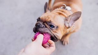 dog chewing on ball