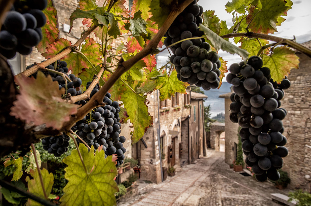 Montefalco_redgrapes_village.jpg