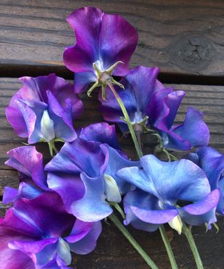 Enchanting Sweet Peas, Blue Shift