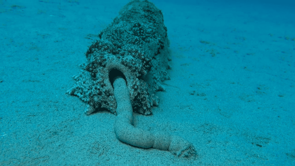Video clip of giant sea cucumber pooping out a log of sand