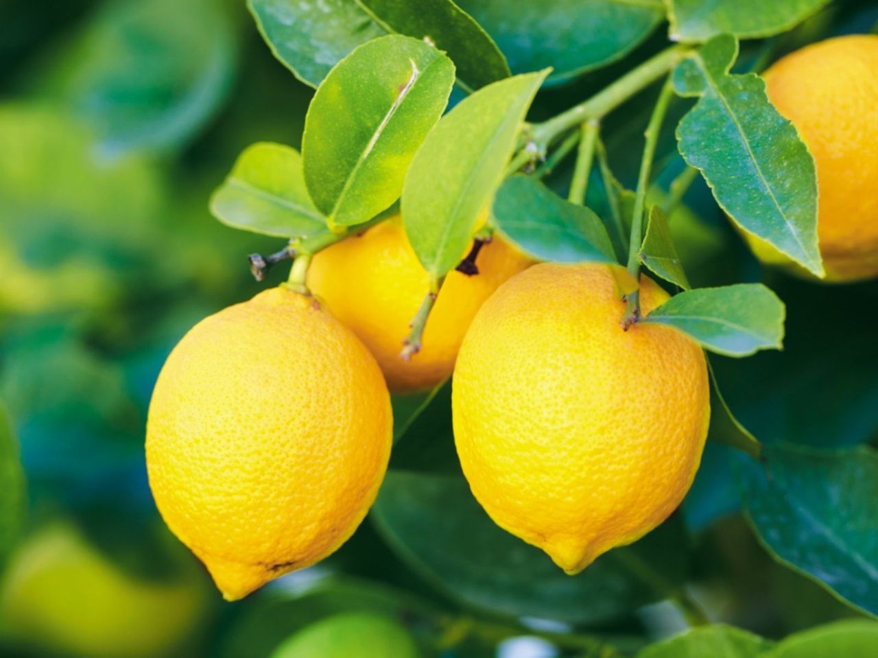 Yellow Lemon Tree Full Of Fruit