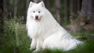 Samoyed breed profile: Portrait photo of a Samoyed sat outside