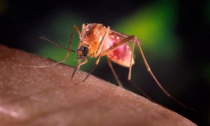 A blood-engorged female Aedes albopictus mosquito, which has been found to be a vector of West Nile Virus, feeds on a human host.