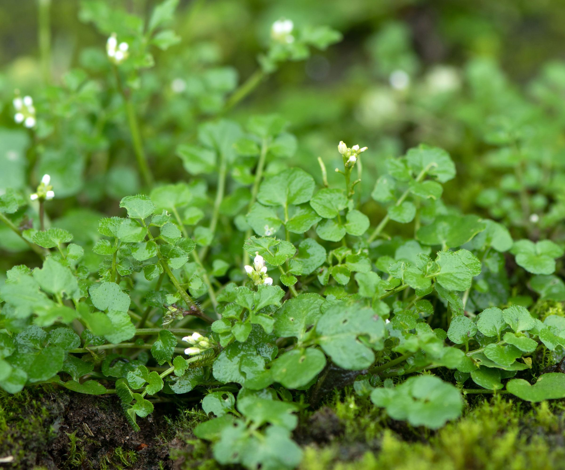 hairy bittercress showing white flowers
