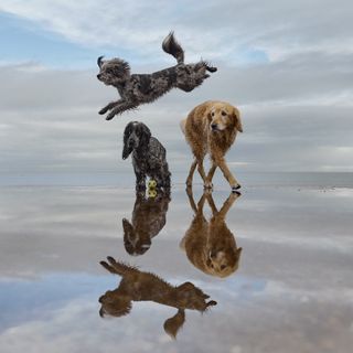 Three dogs on a beach with one leaping in the air