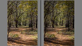 A photo of a forest without and with a vignette effect