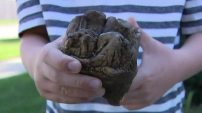 Pointy peaks in the tooth's crown told paleontologists that this was a mastodon molar.