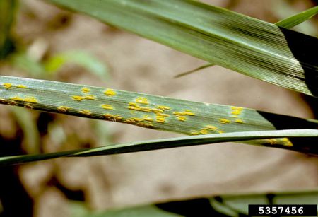 crown rust