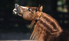 pic01Flehmen_Behaviour.jpg