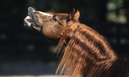 pic01Flehmen_Behaviour.jpg